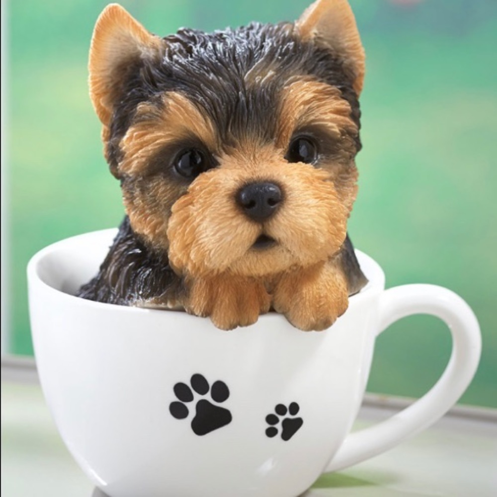 Teacup Yorkie